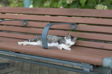 Bankta uyuyan bir kedi.