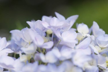 Güzel ortanca çiçekleri yazın çiçek açar..