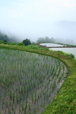 Dağın manzarası ve sabah sisli pirinç terasları