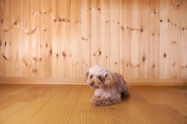 Şirin bir köpeğin portresi, küçük bir köpeğin yakın çekimi.