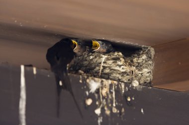 Yuvalarının yanında iki kuş