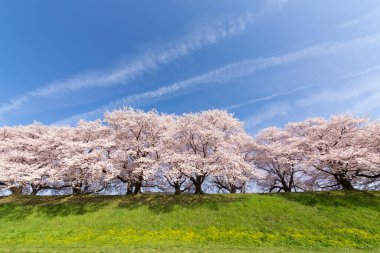Bahar bahçesinde güzel kiraz çiçekleri       
