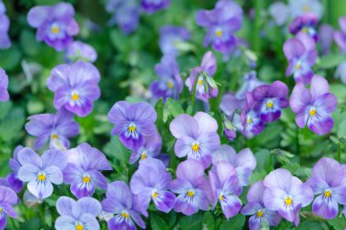 Yeşil çimenlerin üzerinde mavi çiçekler