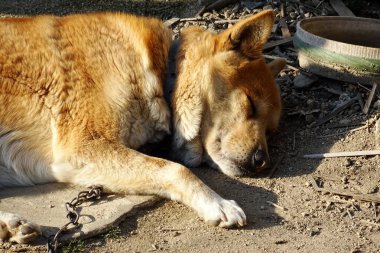 Kızıl evsiz köpek yerde yatıyor..