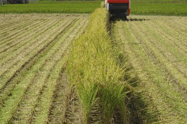 Pirinç tarlasında çalışan hasatçıyı birleştirin..