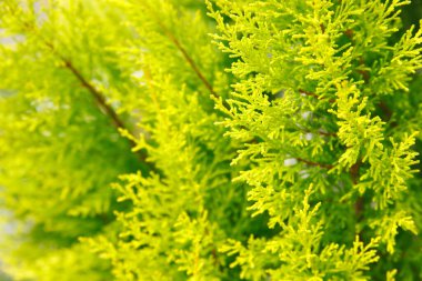 Taze yeşil yaprakları kapat