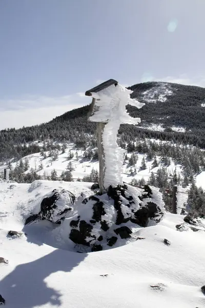 Ramas Árboles Cubiertas Nieve —  Fotos de Stock