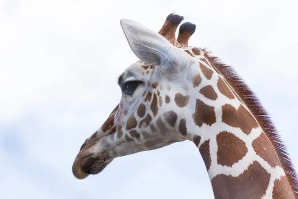 Ritratto Ravvicinato Una Giraffa Africana — Foto Stock