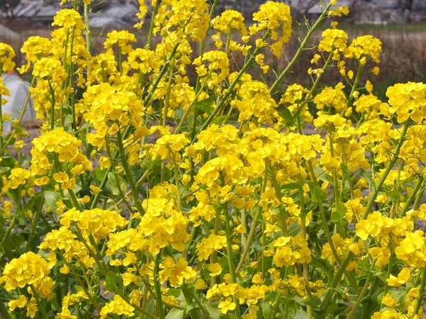 Цветущие Желтые Горчичные Цветы Саду — стоковое фото