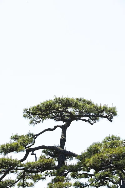 Krásný Výhled Stromy Lese — Stock fotografie
