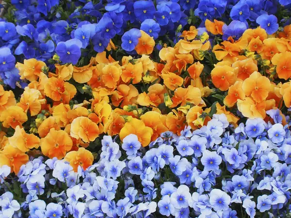 Bahçedeki güzel çiçekler