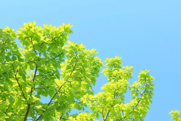 Όμορφα Πράσινα Φύλλα Φόντο Ενός Ηλιόλουστου Καλοκαιρινού Πάρκου — Φωτογραφία Αρχείου