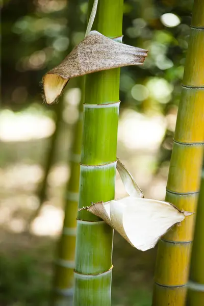 公园里的竹树 — 图库照片