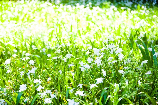 Grön Gräsmatta Med Små Vita Blommor — Stockfoto