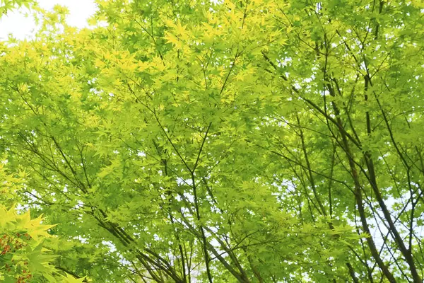 Árboles Verdes Bosque Durante Día —  Fotos de Stock