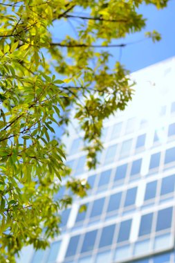 Şehirdeki taze yeşil yaprakların ve modern binaların yakın görüntüsü.                    