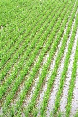 Yeşil çeltik pirinç alan