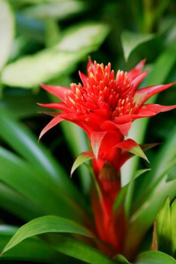 Güzel kırmızı ve sarı çiçek