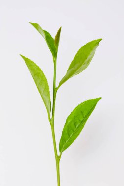 Beyaz arkaplanda yeşil çay yaprakları