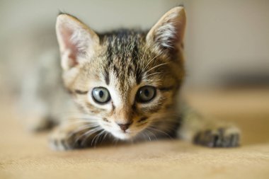 sevimli kedicik portresi