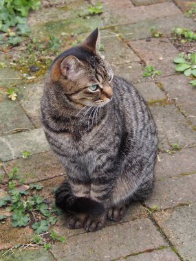 Güzel çizgili kedi yerde oturuyor. 