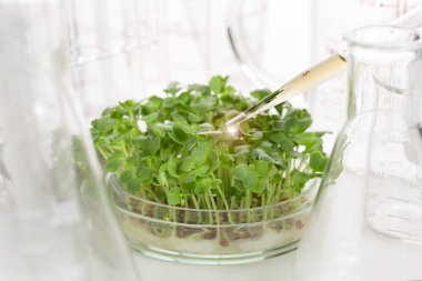 Kase içinde mikroyeşillikler ve laboratuarda test tüpleri.