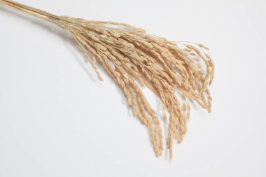 Beyaz arkaplanda kuru buğday başakları