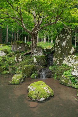 Japon şelalesi yaz ormanlarında ve ağaçlarda