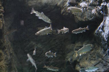 Akvaryum suyunda yüzen balıkların yakın çekim görüntüsü          