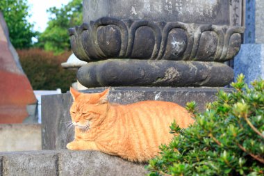 Güzel bir kırmızı kedi portresi. Yakından bak.
