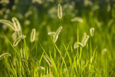 Yaz çayırlarında yeşil çimenler, doğa arka planı. 