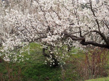 Güzel bahar bahçesinde kiraz çiçekleri
