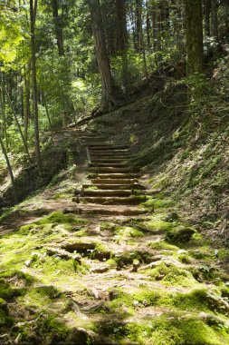 Yeşil ormandaki patika