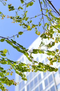 Şehirdeki taze yeşil yaprakların ve modern binaların yakın görüntüsü.                    