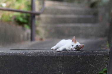 Kedi sokakta yatıyor.