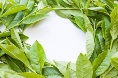 beyaz arkaplanda yeşil yapraklar