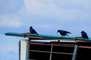 Güneşli bir günde tahta çatıda oturan üç karga. 