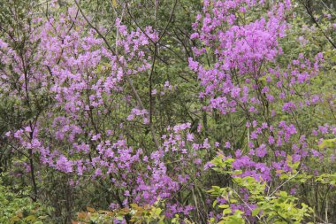 Bahçede mor çiçekler
