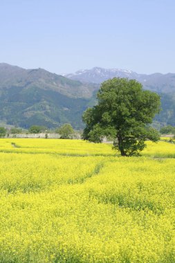 Baharda açan çiçeklerin sarı tarlası