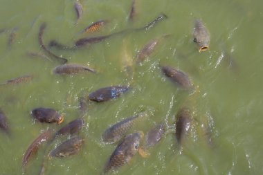 Gölde bir sürü küçük balık var. Yaklaş.