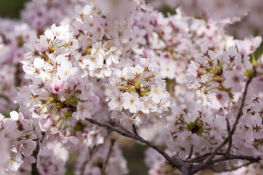 İlkbaharda açan muhteşem pembe çiçekleri kapatın. 