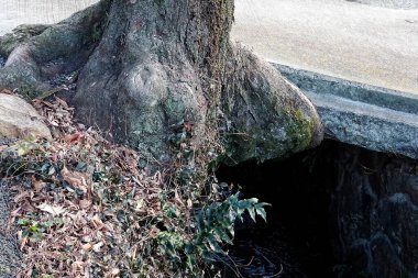 Yosun kaplı eski kayaların detaylı görüntüsü