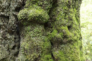 Parkta yosun ve ağaç kabuğu