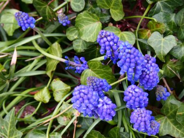 Bahçedeki güzel çiçekler