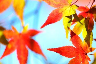 Kırmızı akçaağaç yaprakları sonbahar mevsiminde