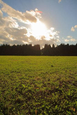 Akşamları ağaçlarla ve yeşil çimlerle kaplı güzel bir manzara.          