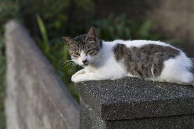 Taş çitin üzerindeki beyaz kedi