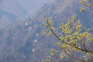 Küçük yeşil yapraklı ağaç dallarına yaklaş. 