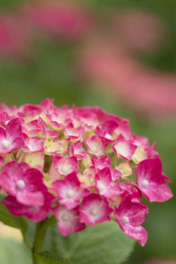 Renkli çiçeklerin arkaplan resmi, arka plan doğası