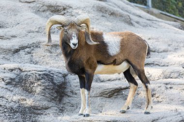 Beyaz saçlı keçinin yakın plan çekimleri.